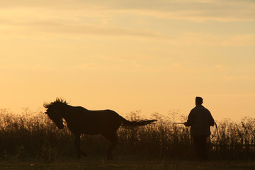 Man and horse silhouette in summer field in the early morning at sunrise