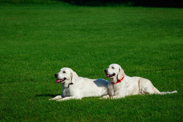 Two Golden retriever dog