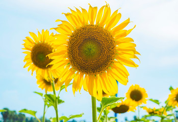 Sunflowers blooming  on blue sky background ,fresh & daylight summer concept.