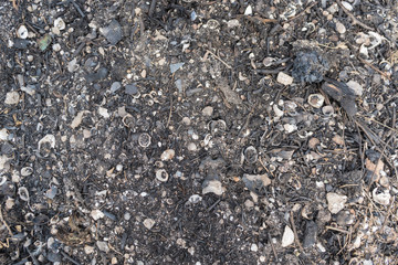 Abstract background. Burnt shells, firewood, coals and branches