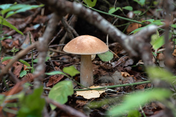 Mushroom leccinum in the forest, close up.