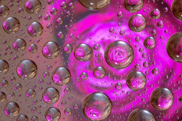 Many water droplets reflecting a pink rose