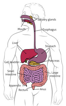 Digestive system human anatomy gut gastrointestinal tract diagram