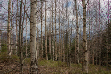 Obraz premium Rest in the Carpathians, Hiking in the mountains Gorgany