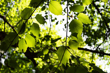 Pinus leaves on branches