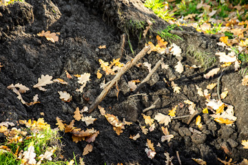 The roots dug in the ground