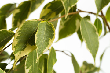 ficus tree isolated on white background