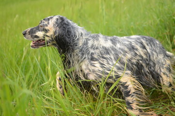 Setter Inglese caccia