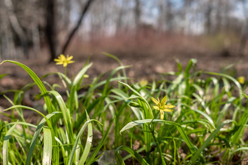 Obraz premium The first spring yellow flowers in the park on a sunny morning.