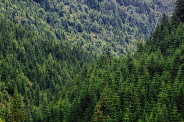 Fototapeta na wymiar Green tree forest background, Germany, Alpine, Carpathian mountains