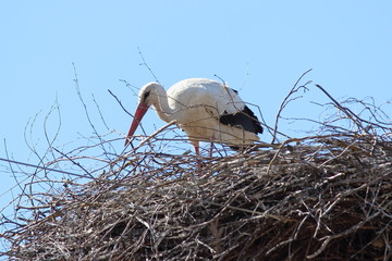 White stork builds large nest from dry branches