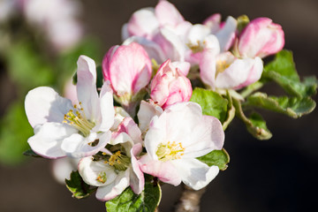flowers of apple tree