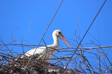White stork close-up sitting in the nest on electric wires against the blue sky