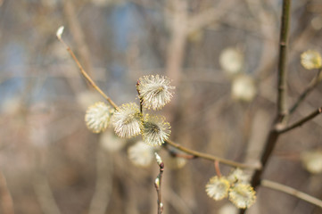 A blooming willow branches in the sunny spring day