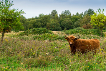 highlander in nature park Dintelse Gorzen, The Netherlands