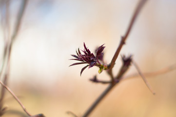 A blooming tree branches in the sunny spring day