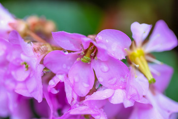 Obraz premium Beautiful pink flowers in the spring garden. Nature wallpaper, blurry background with florets in springtime. Macro. Toned Image with soft selective focus. Closeup.
