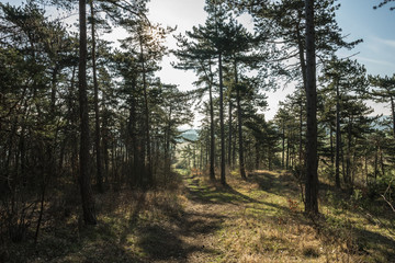 Wald im Frühling