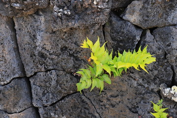 fore de Lanzarote, Canaries