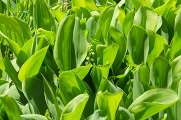 Fresh green leaves and blooming lily of the valley.Blooming season, flowers early in spring