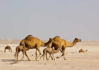A group of camels in the Qatar's desert