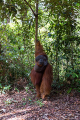 Tanjung Puting National Park, Borneo, Indonesia: the Alpha Male Orangutan during the feeding at the second station of the park