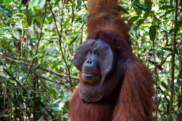 Tanjung Puting National Park, Borneo, Indonesia: a close up of the Alpha Male Orangutan during the feeding at the second station of the park