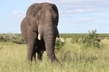 Fototapeta na wymiar Afrikanischer Elefant / African elephant / Loxodonta africana