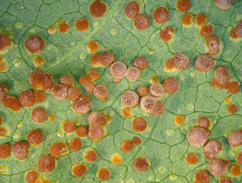 Malva leaf infected by fungus, Puccinia malvacearum, also known as hollyhock or mallow rust