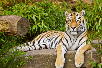 Sibirischer Tiger (Panthera tigris altaica)