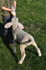 Boy feeding a baby lamb holding bottle with milk
