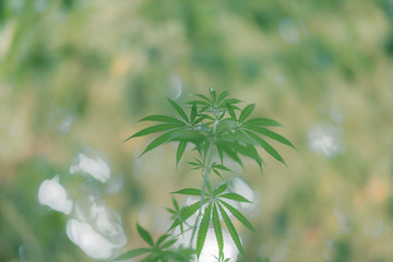 Obraz na płótnie Canvas Marijuana leaves, hemp, Indica, natural bokeh background