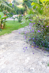 A plant with violet flowers (Ruellia simplex) grows in a flower bed close-up
