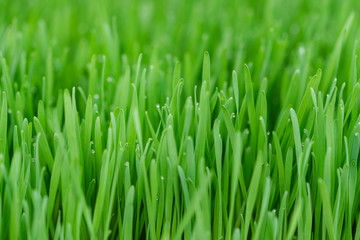 Fototapeta na wymiar Wheatgrass in nursery
