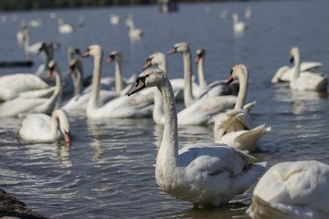 A flock of swans swims near the shore