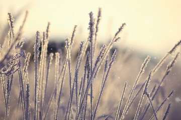Fototapeta premium abstract background landscape winter forest / frost-covered tree branches, snowy weather christmas background