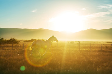 Horse on sunrise