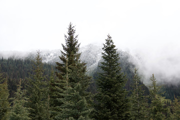 beautiful view of coniferous forest on the background of snow capped Rocky mountains in June, Canada