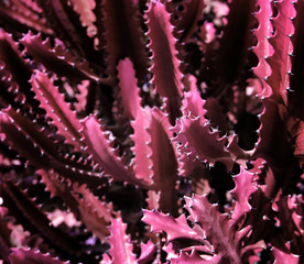 Ultra Violet background effect made of cactus