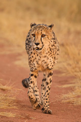 Cheetah - Acinonyx jubatus, beautiful carnivores from African bushes and savannas, Namibia.