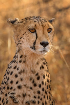 Cheetah - Acinonyx jubatus, beautiful carnivores from African bushes and savannas, Namibia. © David