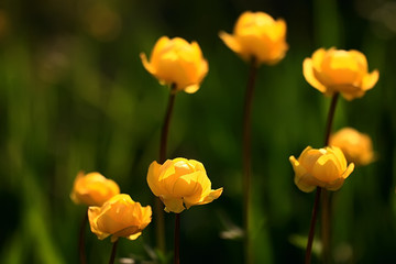 Obraz premium background nature yellow flowers spring / beautiful blurred background spring small flowers macro