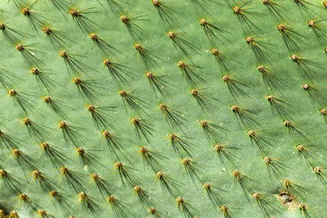 Macro photo of green cactus texture background