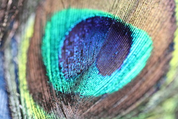 peacock with tail