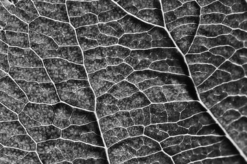 leaf texture black and white / design black leaf skeleton, macro nature texture, wallpaper black and white