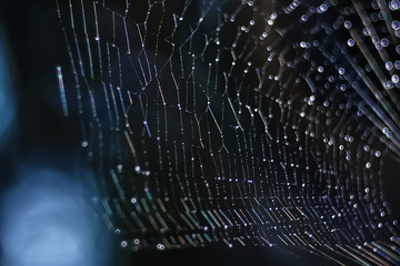 macro picture web / web strands, reflections and water drops on a background of the web