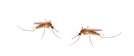 Mosquito isolated on white background