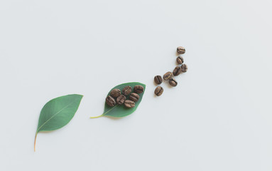 Coffee beans on a green leaves.