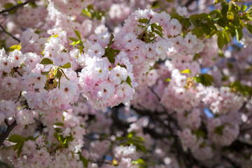 Beautiful cherry blossom sakura in spring time