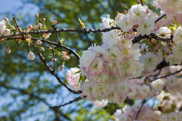 Beautiful cherry blossom sakura in spring time